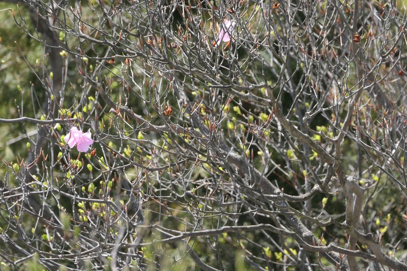 Rhododendron pentaphyllum var. nikoense photo 4