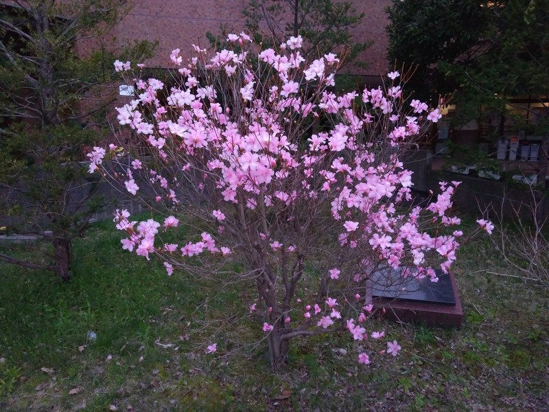Rhododendron pentaphyllum var. nikoense photo 5
