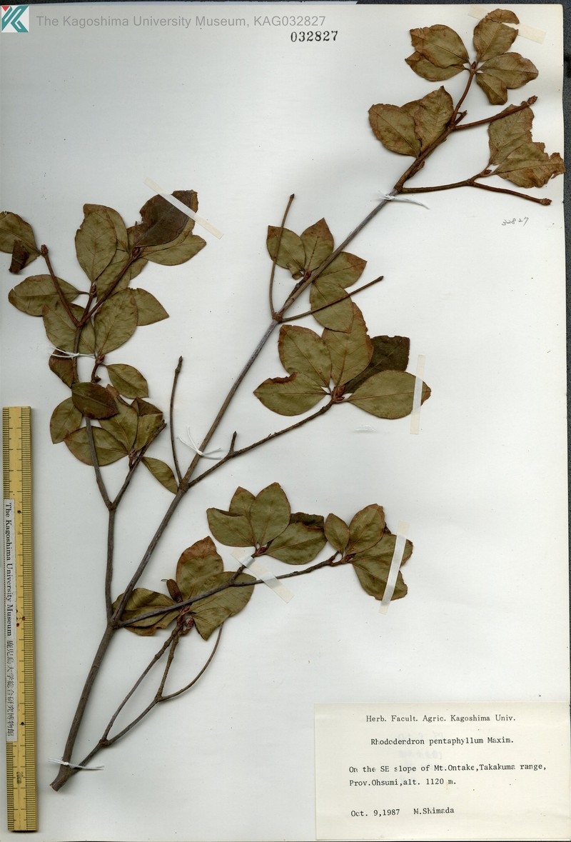 Rhododendron pentaphyllum var. pentaphyllum