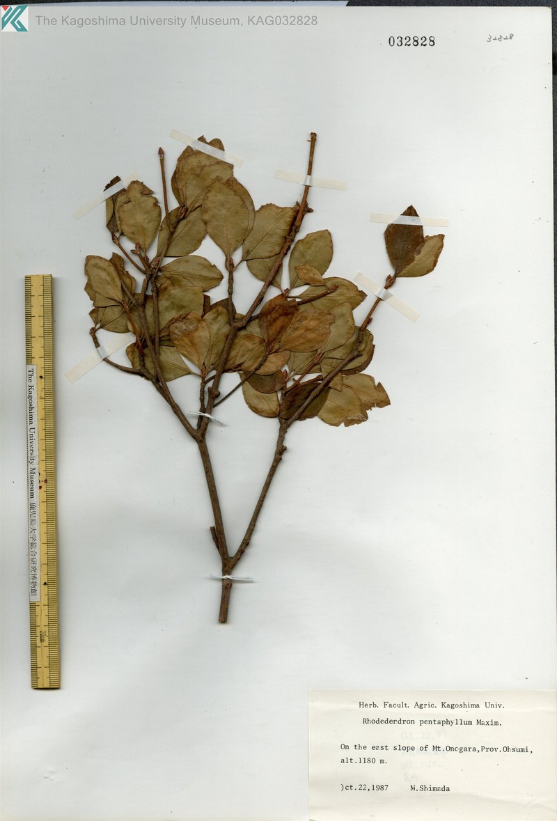 Rhododendron pentaphyllum var. pentaphyllum photo 2