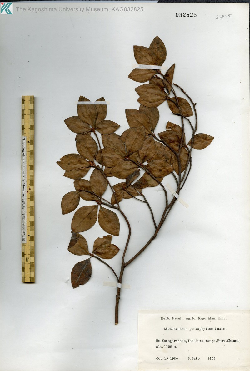 Rhododendron pentaphyllum var. pentaphyllum photo 3