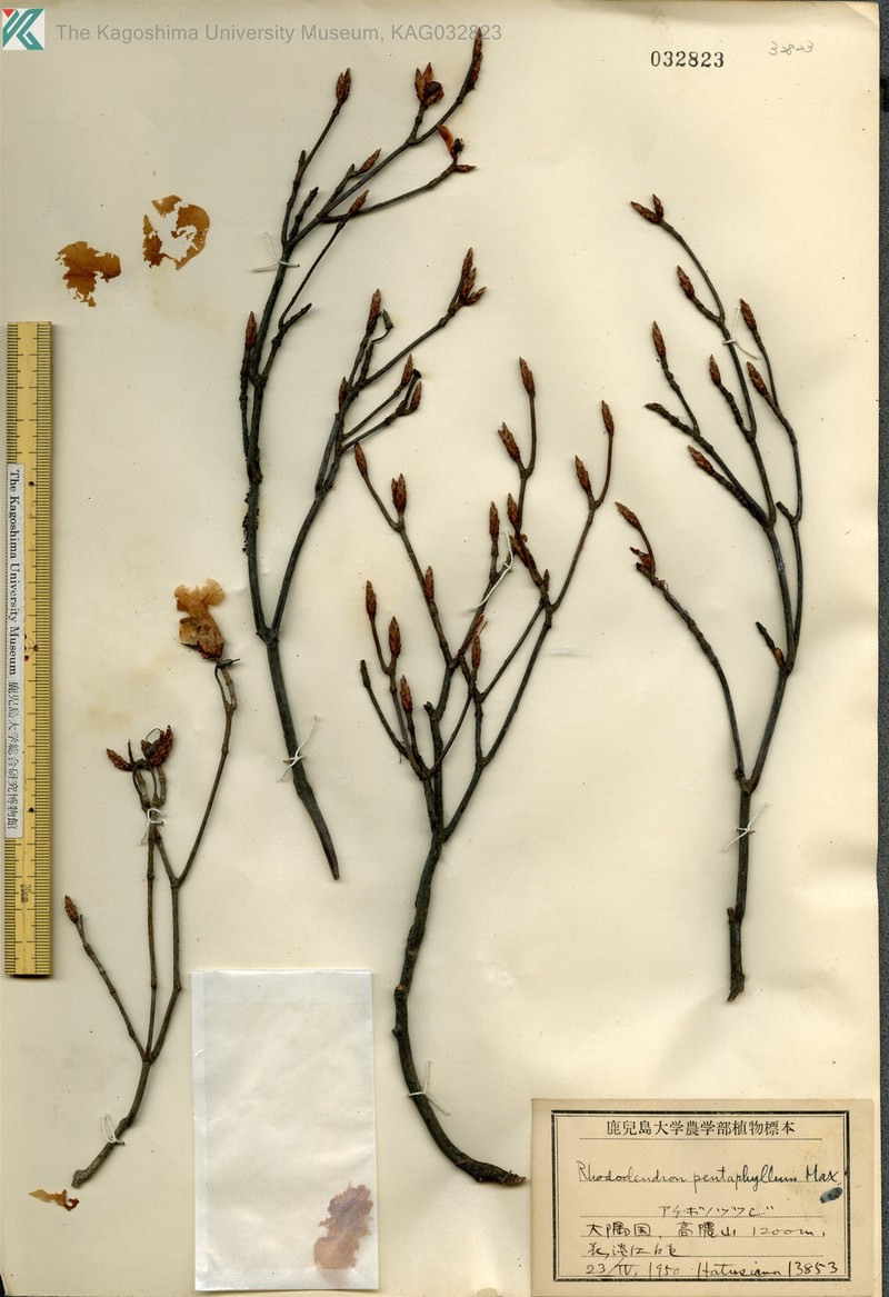 Rhododendron pentaphyllum var. pentaphyllum photo 4