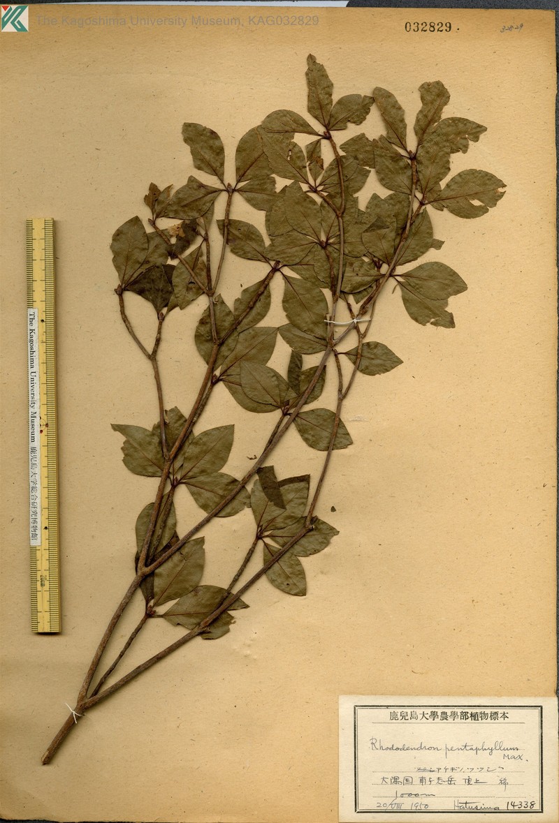 Rhododendron pentaphyllum var. pentaphyllum photo 5