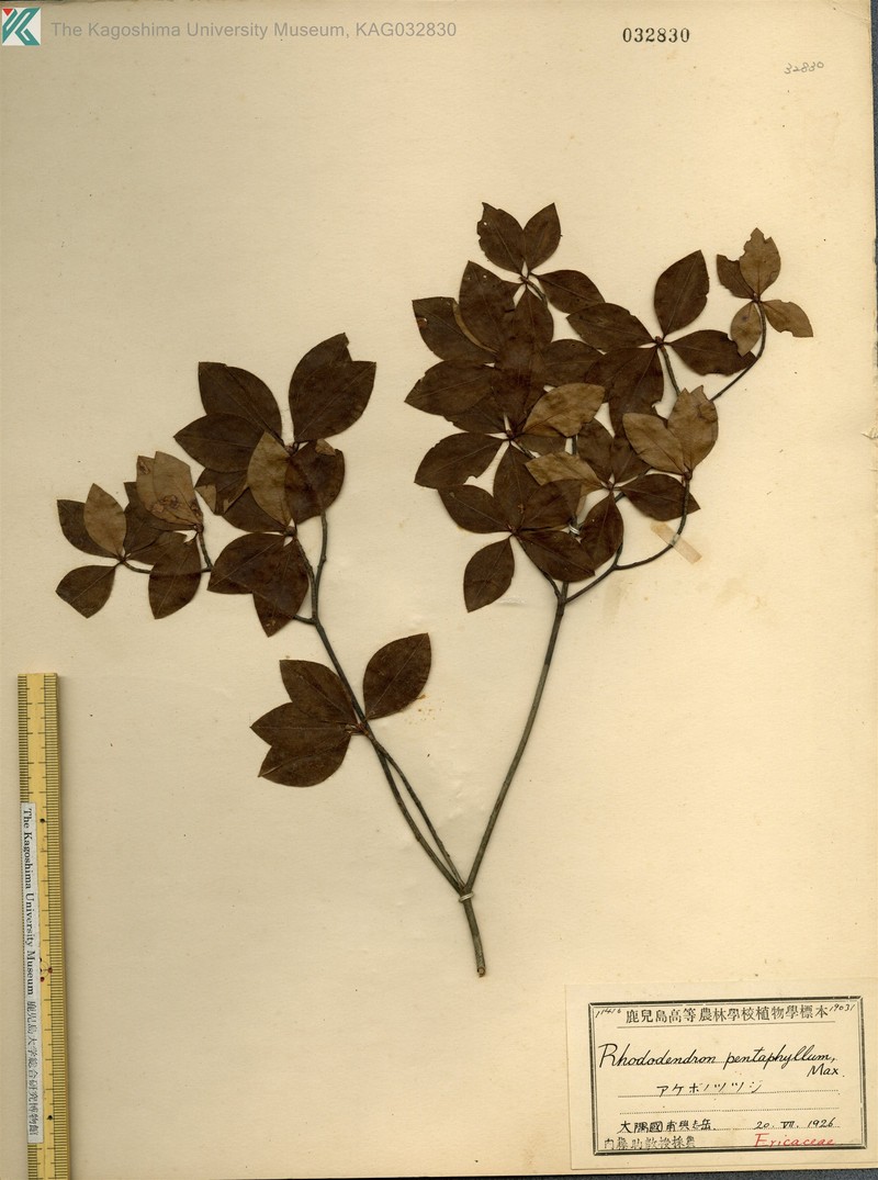 Rhododendron pentaphyllum var. pentaphyllum photo 6