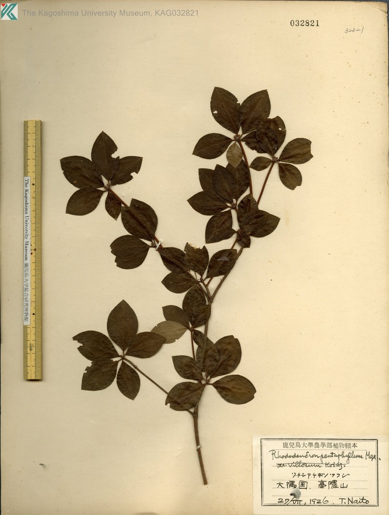 Rhododendron pentaphyllum var. pentaphyllum photo 7