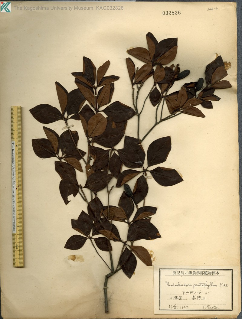 Rhododendron pentaphyllum var. pentaphyllum photo 8