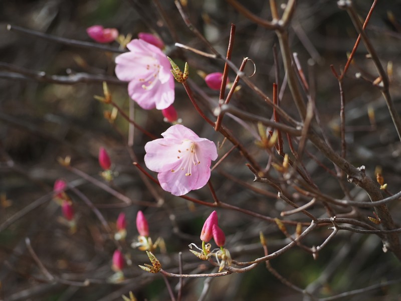 Rhododendron pentaphyllum var. shikokianum