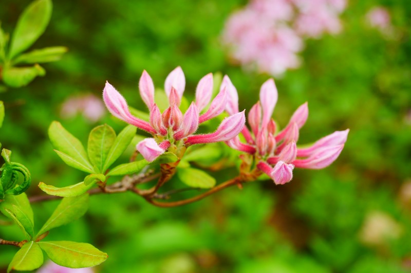 Pink Azalea photo 2