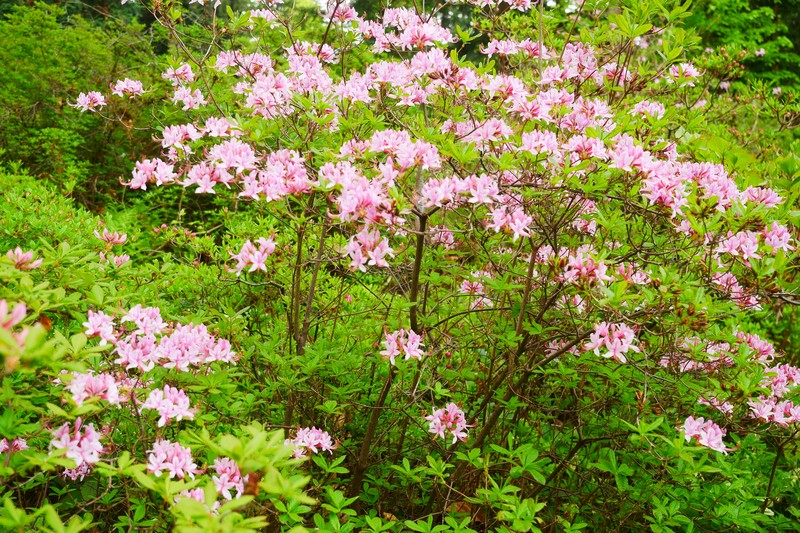 Pink Azalea photo 3