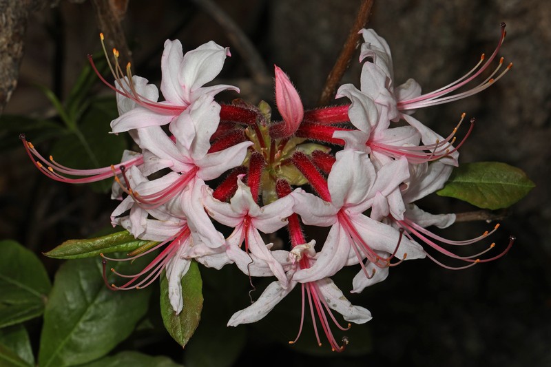 Pink Azalea photo 6