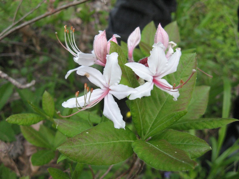 Pink Azalea
