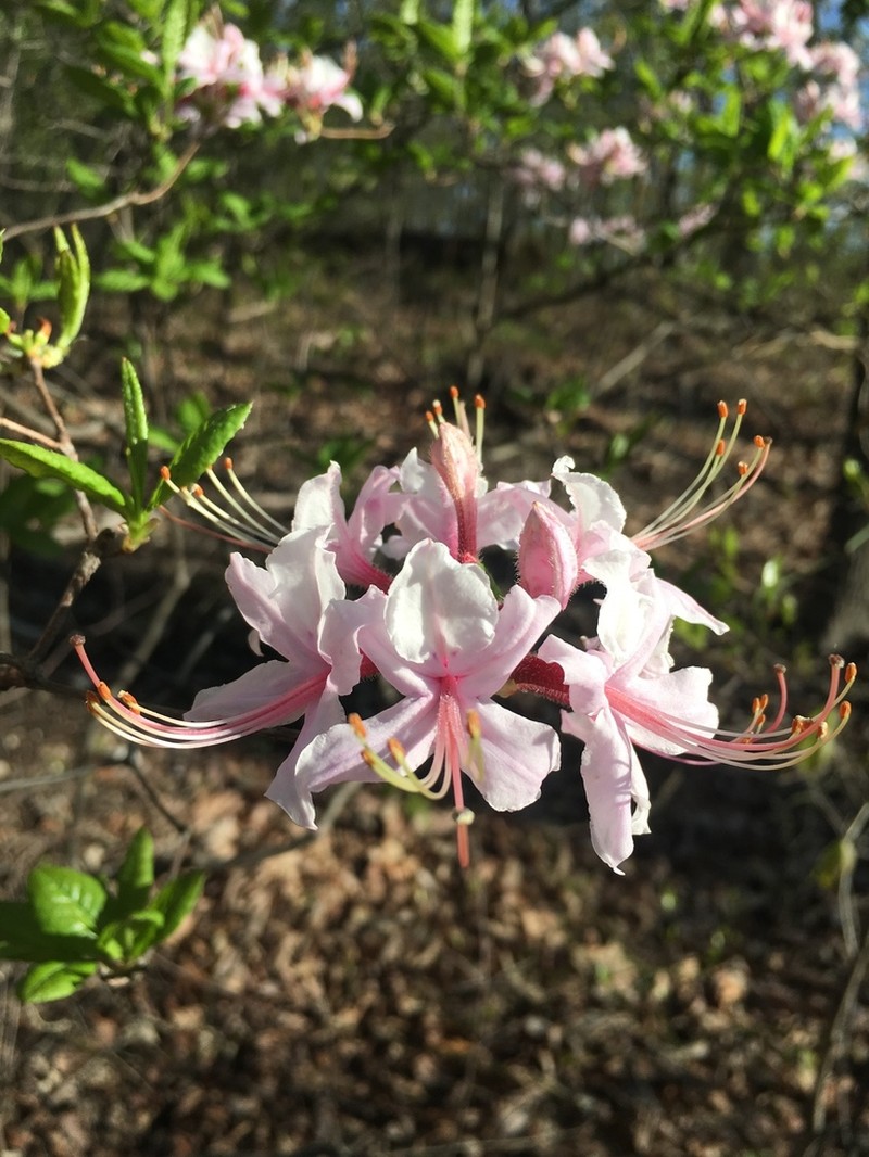 Pink Azalea photo 6