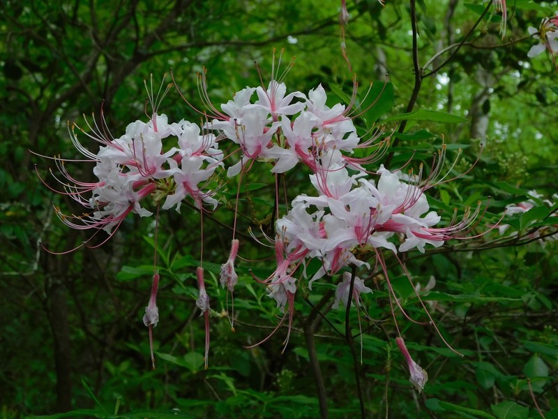 Pink Azalea photo 7