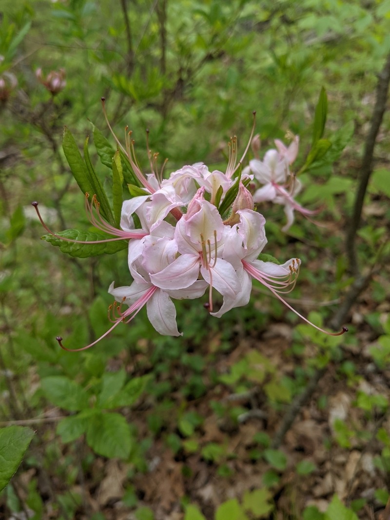 Pink Azalea photo 8