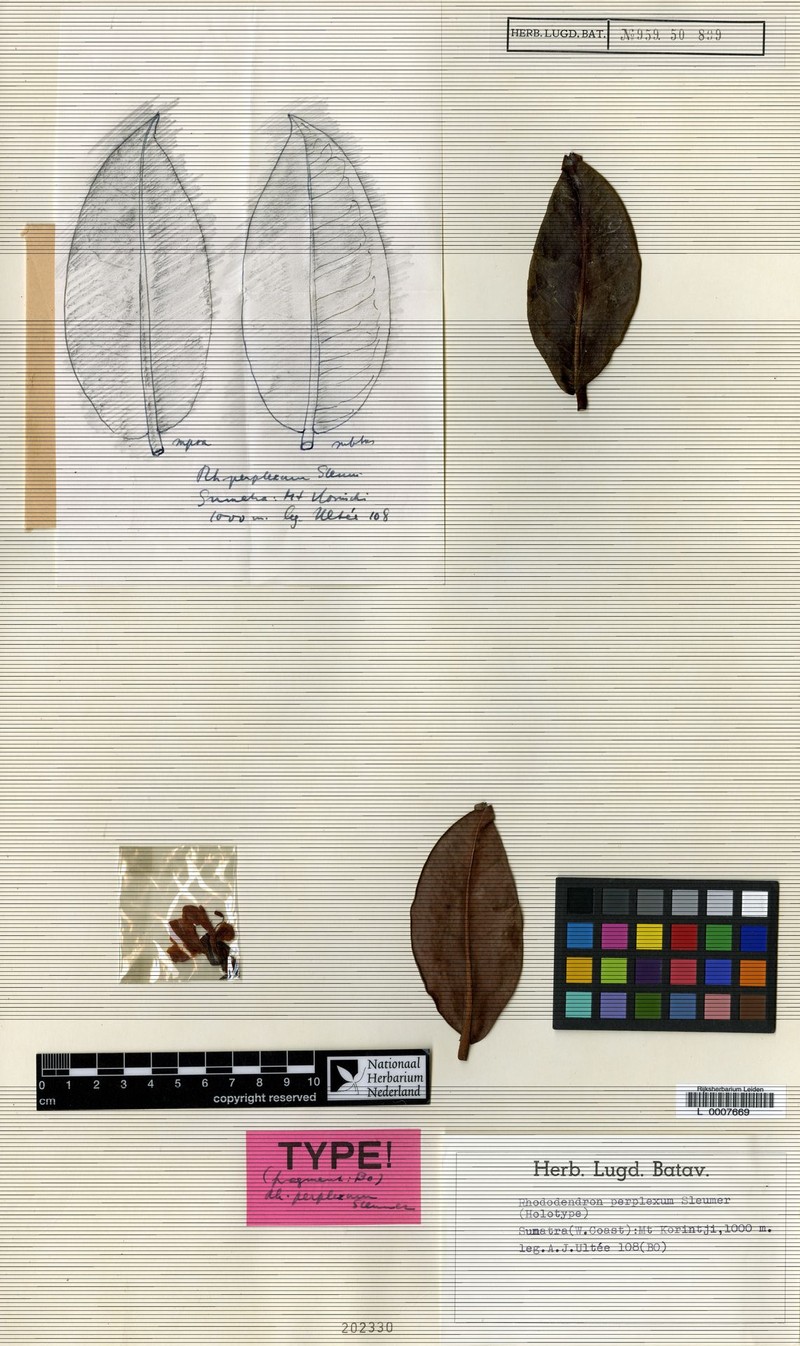 Rhododendron perplexum