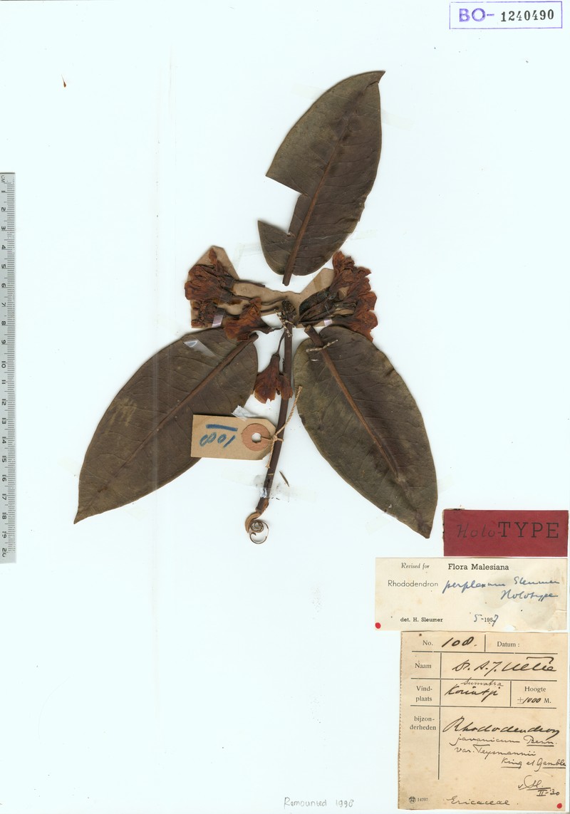 Rhododendron perplexum photo 2