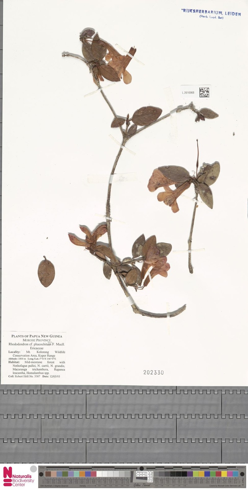 Rhododendron phaeochiton