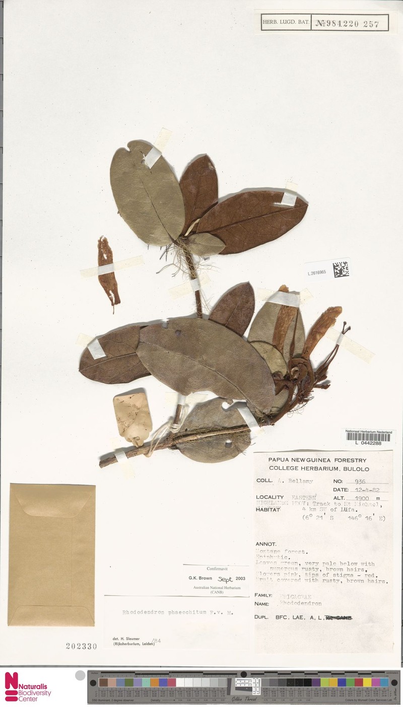 Rhododendron phaeochiton photo 3