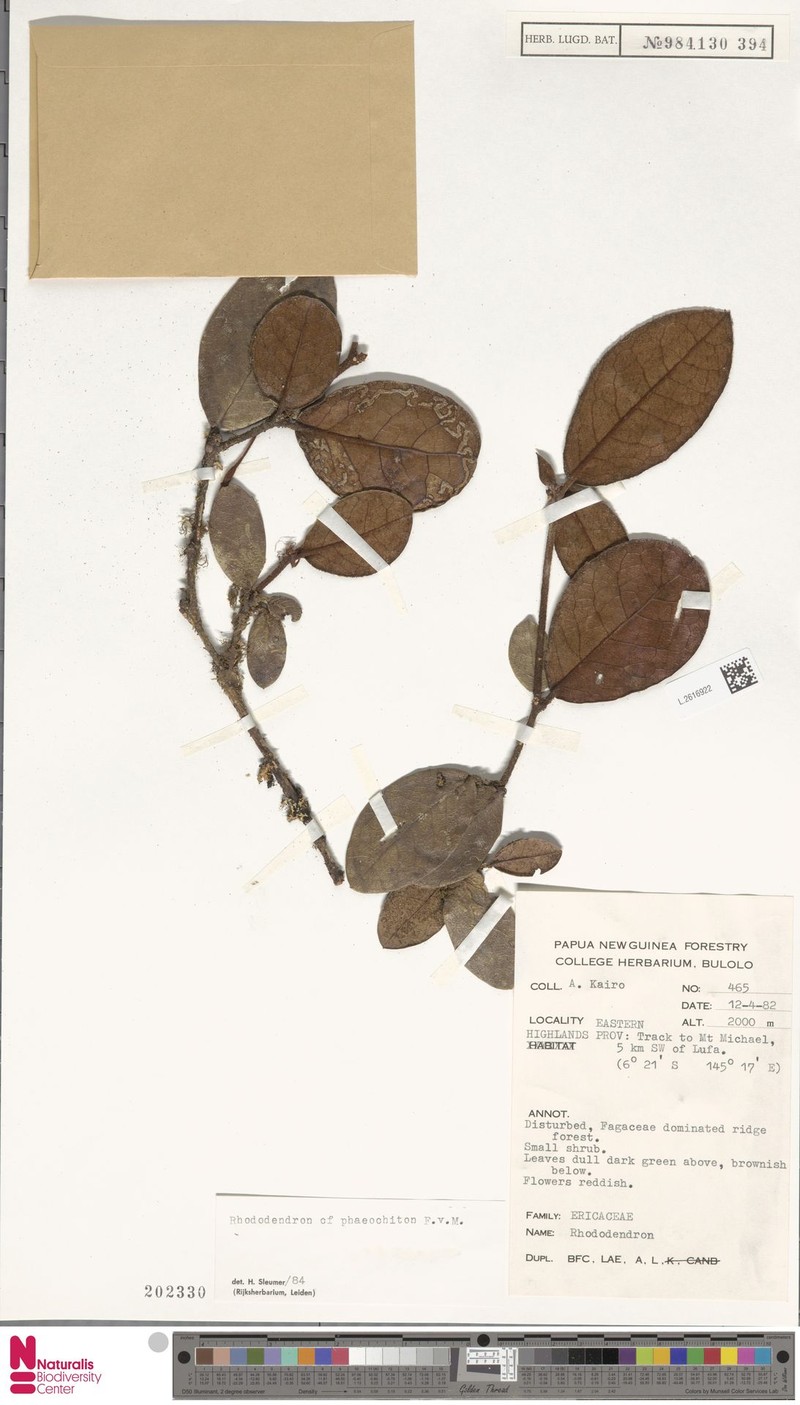 Rhododendron phaeochiton photo 4