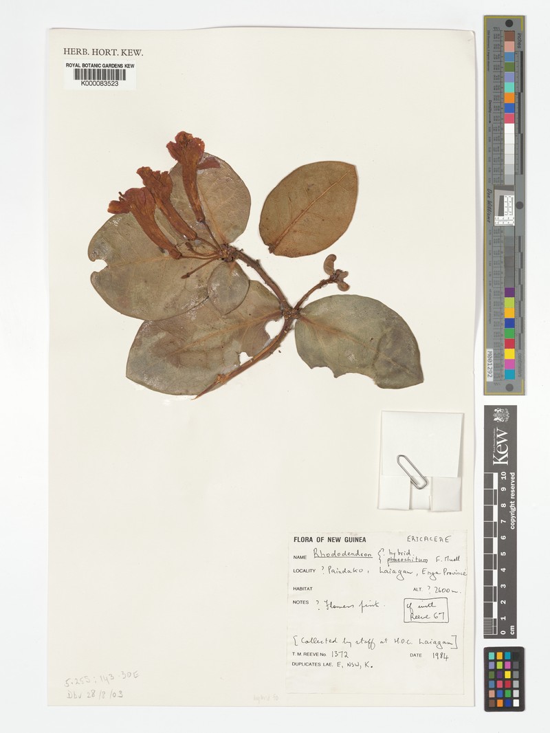 Rhododendron phaeochiton photo 5