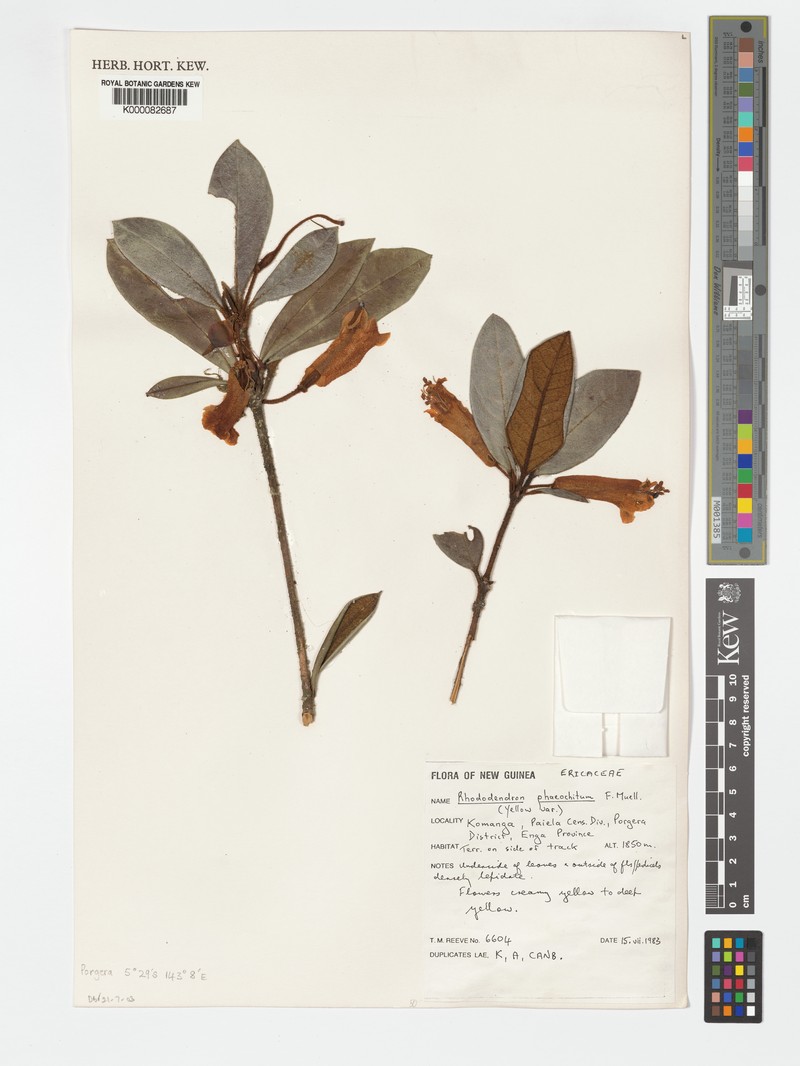 Rhododendron phaeochiton photo 6
