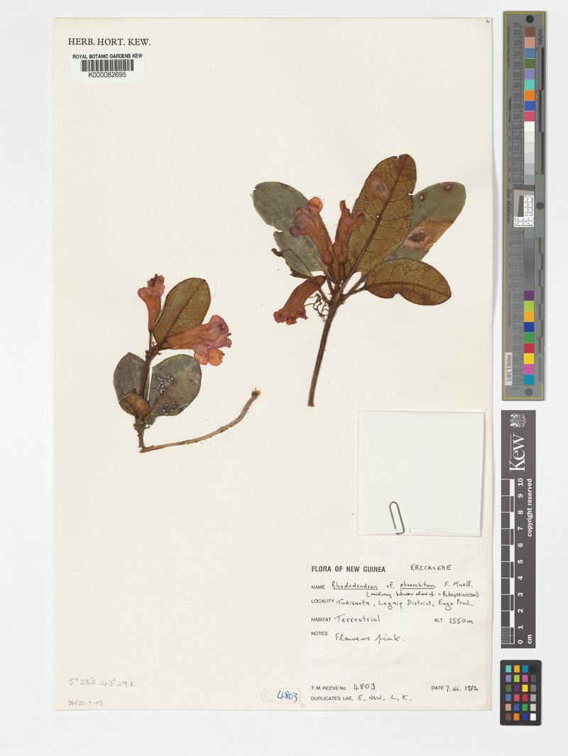 Rhododendron phaeochiton photo 7