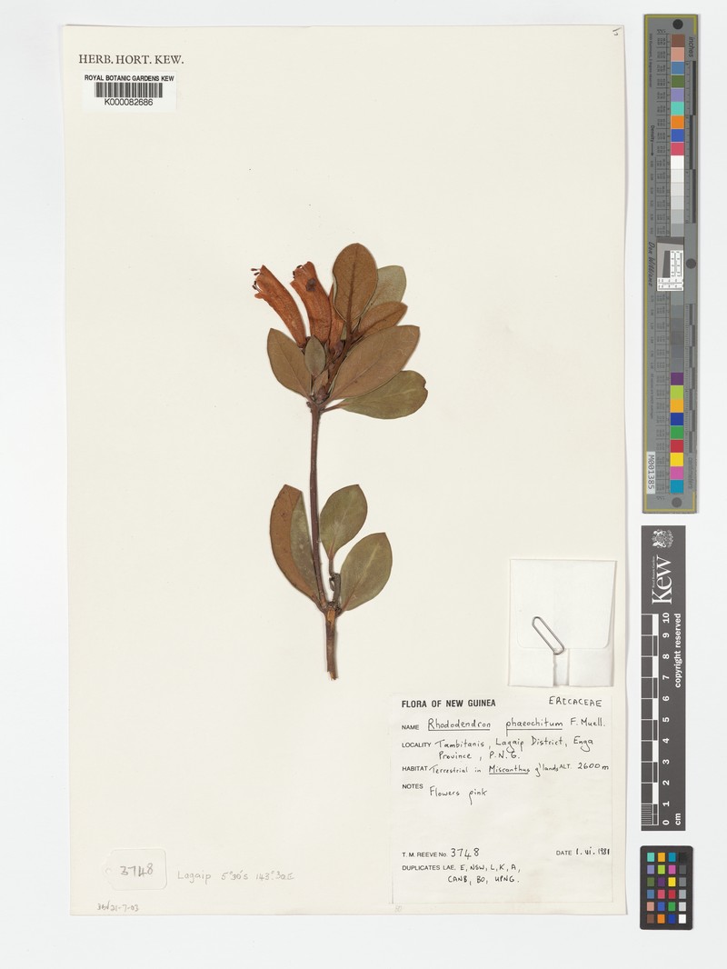 Rhododendron phaeochiton photo 8