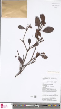 Rhododendron phaeochristum