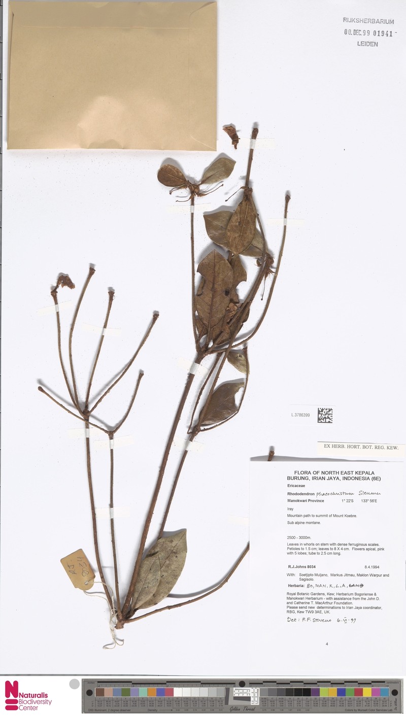 Rhododendron phaeochristum photo 2
