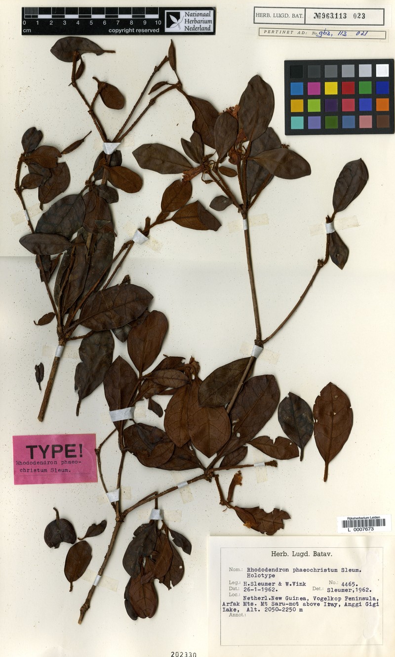 Rhododendron phaeochristum photo 4