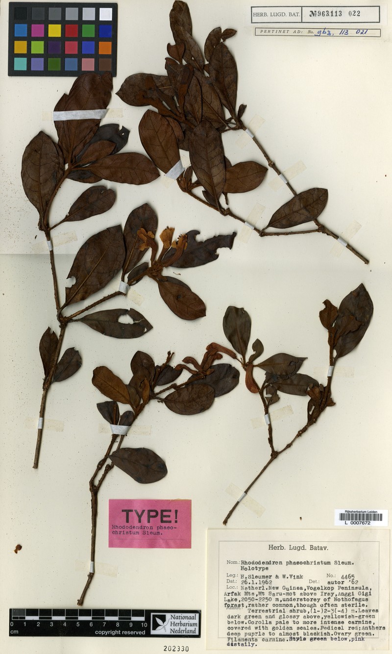 Rhododendron phaeochristum photo 5