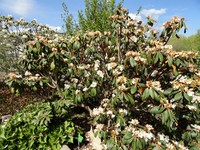 Rhododendron phaeochrysum