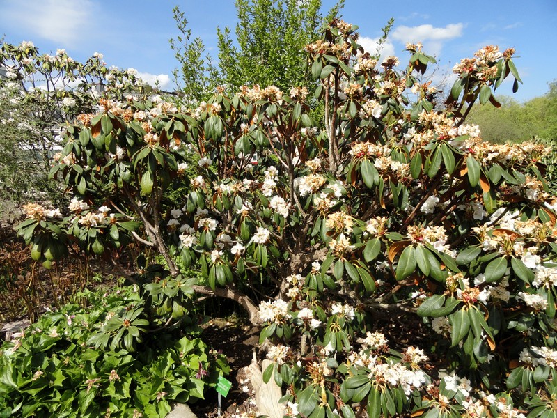 Rhododendron phaeochrysum