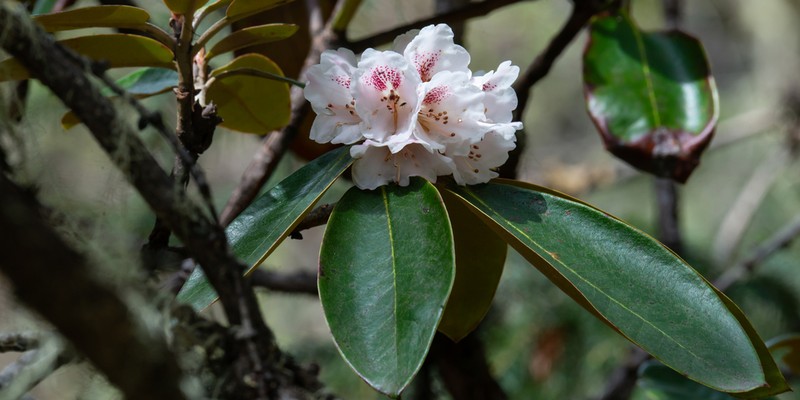 Rhododendron phaeochrysum photo 2