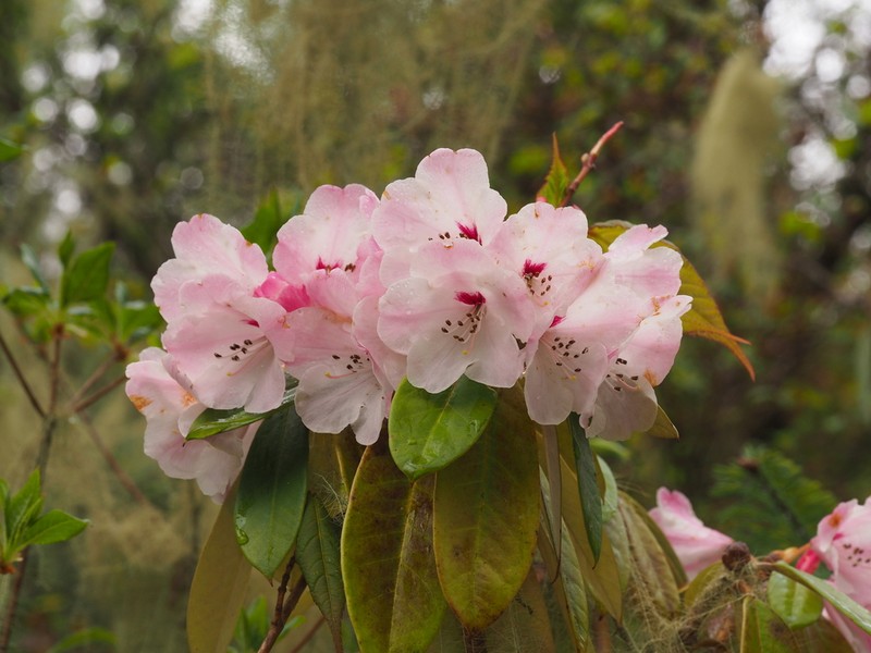 Rhododendron phaeochrysum photo 3