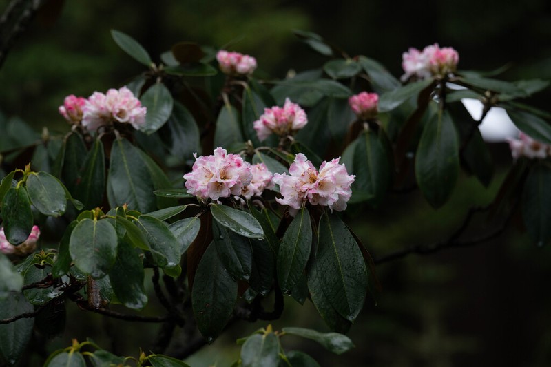 Rhododendron phaeochrysum photo 4