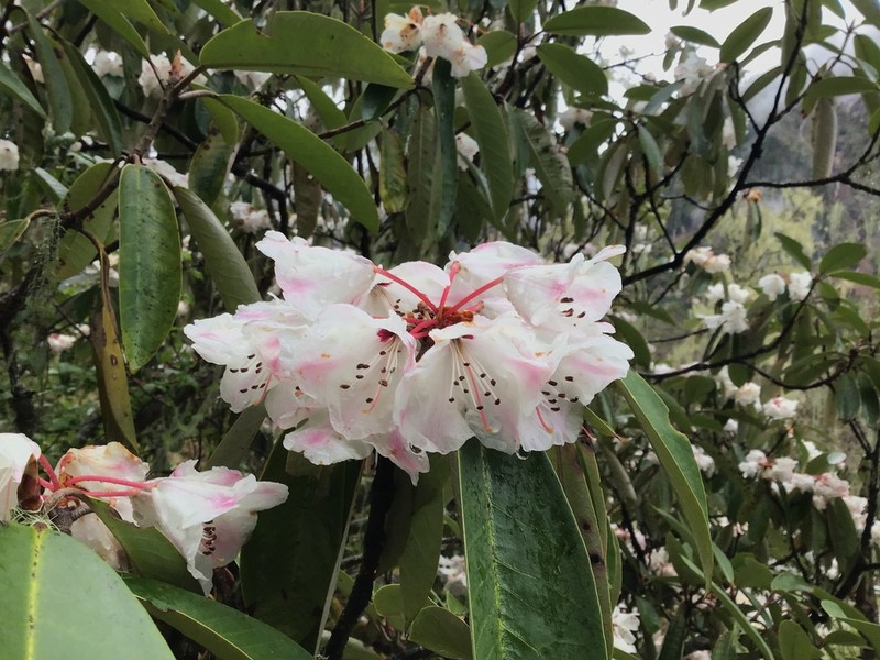 Rhododendron phaeochrysum photo 5