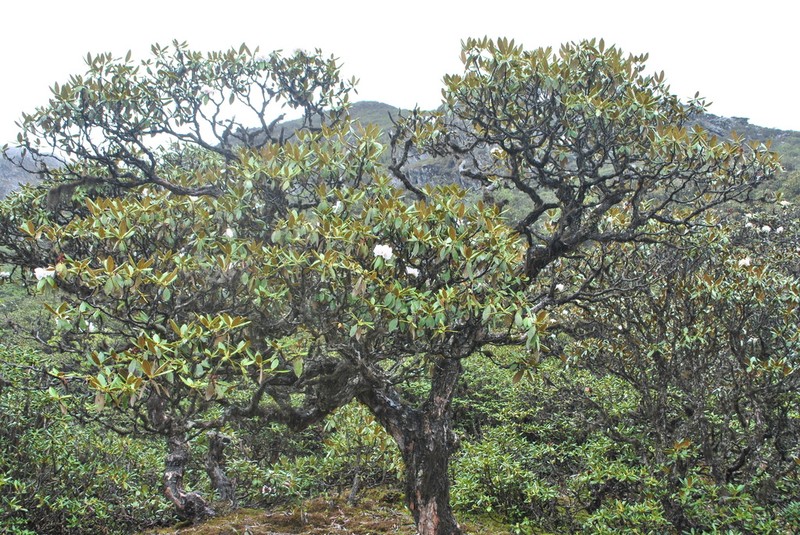 Rhododendron phaeochrysum photo 6
