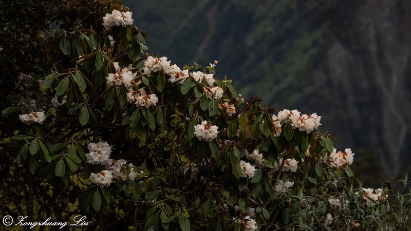 Rhododendron phaeochrysum photo 7