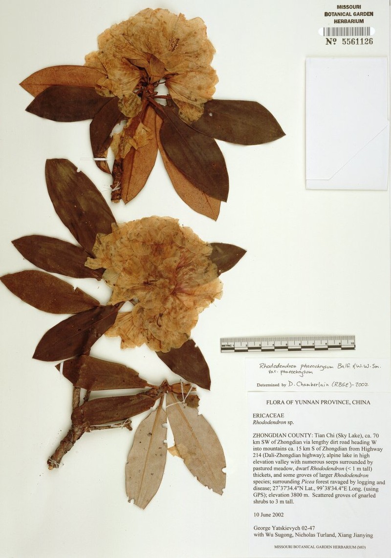 Rhododendron phaeochrysum var. phaeochrysum