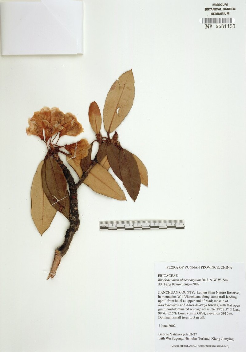 Rhododendron phaeochrysum var. phaeochrysum photo 2
