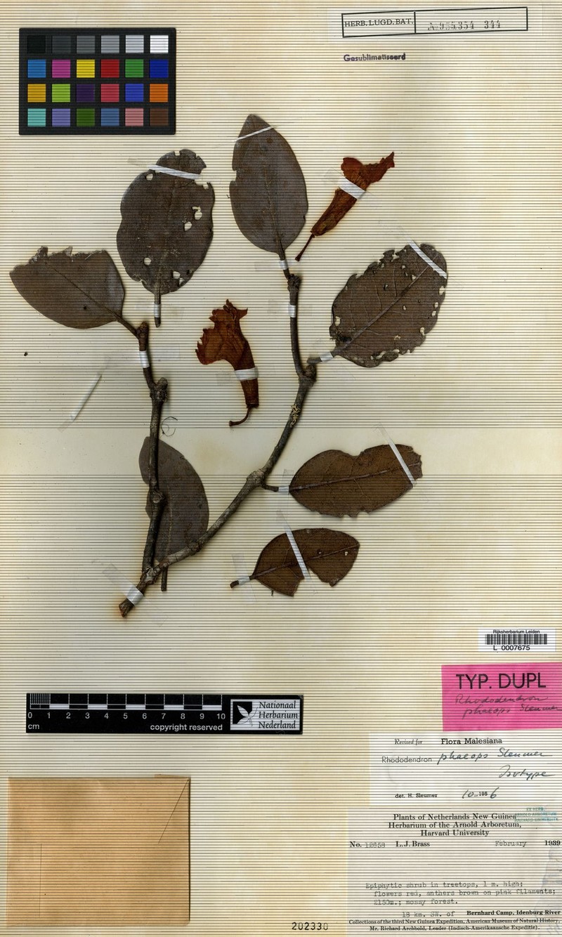 Rhododendron phaeops photo 2