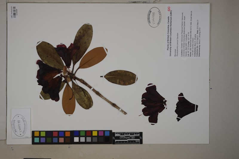 Rhododendron piercei photo 2