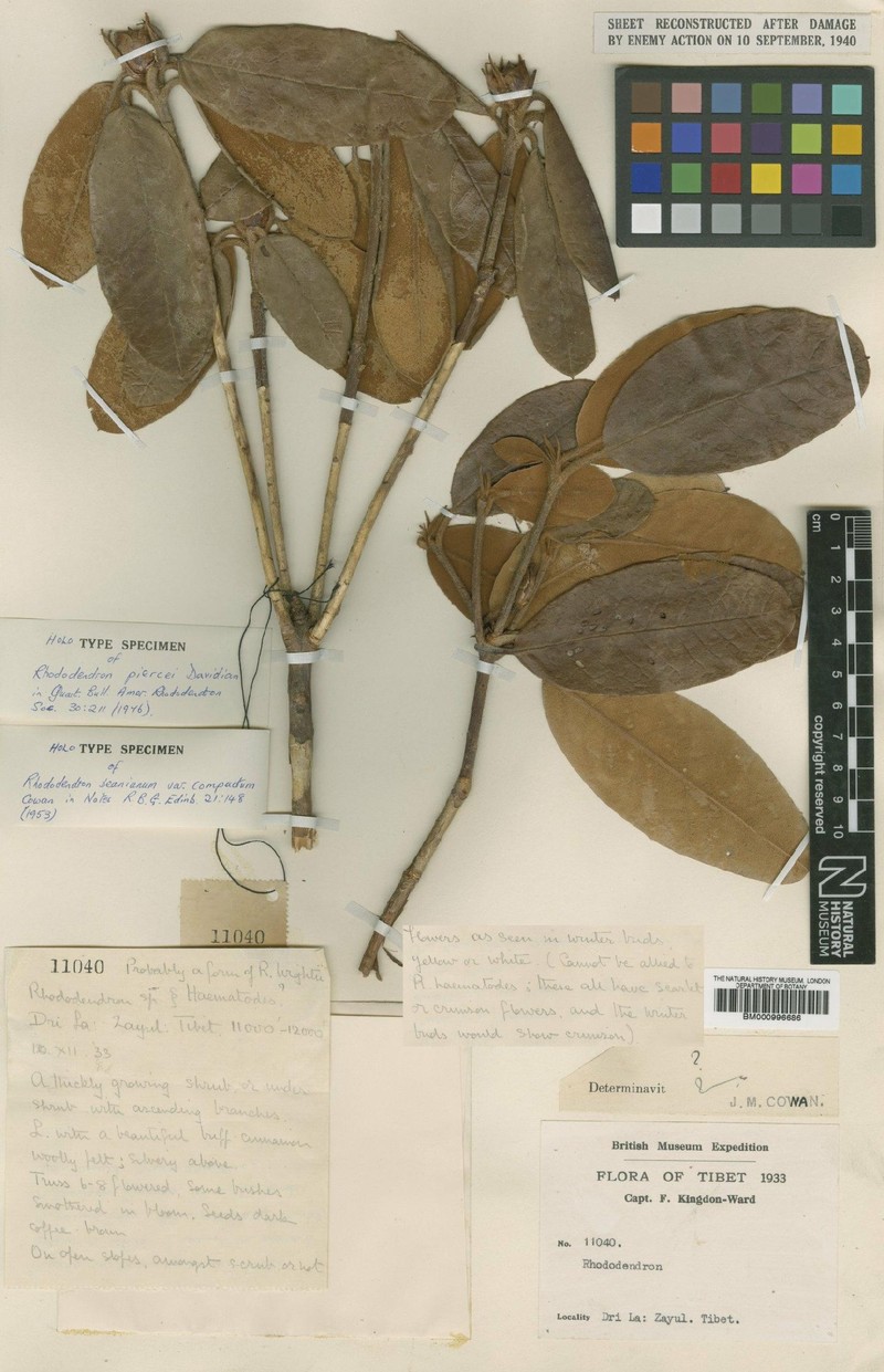 Rhododendron piercei photo 3