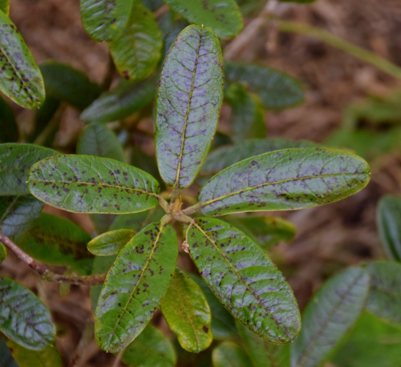 Rhododendron piercei