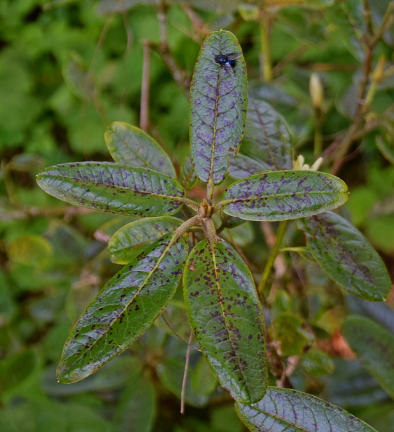 Rhododendron piercei photo 4