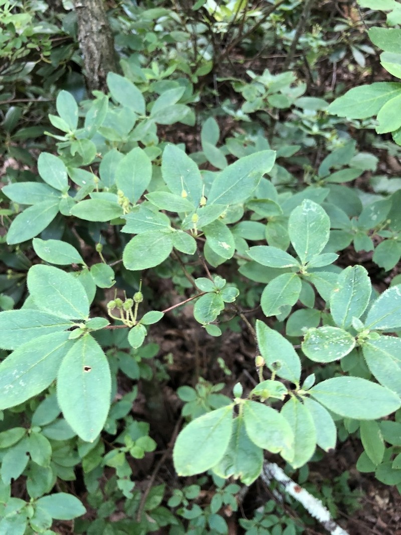 Minniebush