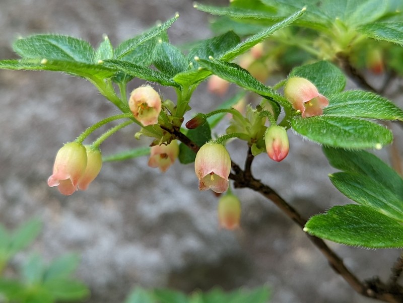 Minniebush photo 2