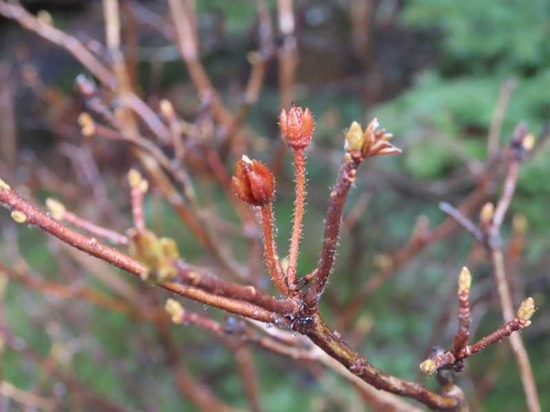 Minniebush photo 4