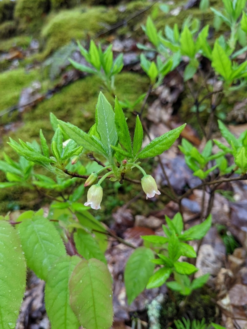 Minniebush photo 6